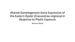 Altered Gametogenesis Gene Expression of the Eastern Oyster (Crassostrea virginica) in Response to Plastic Exposure by Marissa Kordal