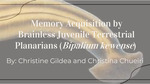 Memory Acquisition by Brainless Juvenile Terrestrial Planarians (Bipalium kewense) by Christina Chueiri and Christine Gildea